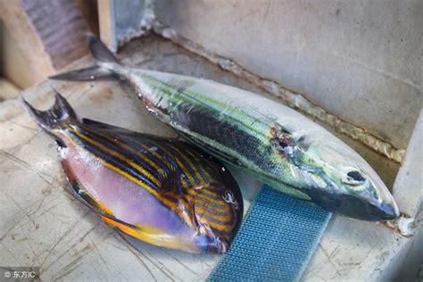 死魚怎麼處理|死了魚怎麼處理遺體，魚死了怎麼辦